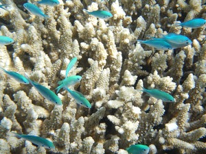 Front Office, Marketing, Housekeeping & Maintenance in Hotel Bed & Breakfast am Great Barrier Reef (AUSTRYE01A)